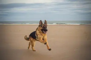 German Shepherd Dog
